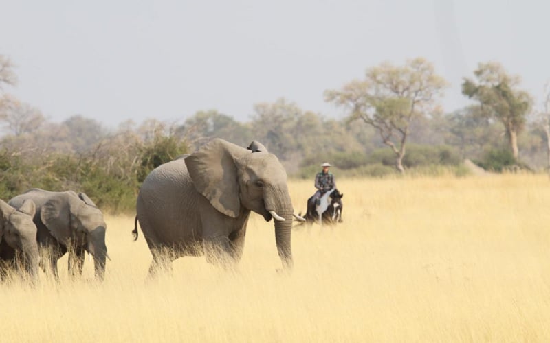 6 Day Okavango Delta Horseback Safari in Botswana